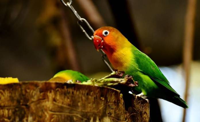 Jenis Burung Peliharaan Jenis Burung Peliharaan