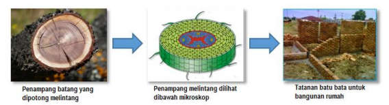 Modul Pembelajaran PJJ IPA 8 Materi Pokok : Sistem Organisasi Kehidupan dan Struktur Sel Tumbuhan/Hewan Modul Pembelajaran PJJ IPA 8 Materi Pokok : Sistem Organisasi Kehidupan dan Struktur Sel Tumbuhan/Hewan